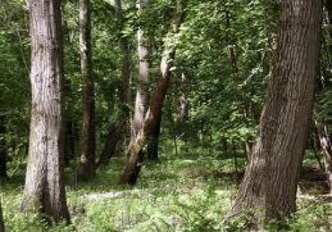 Woods