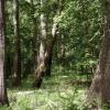 Woods